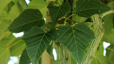 Raukšlėtalapis klevas (Acer capillipes)