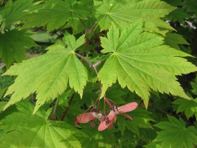 Apskritalapis klevas (Acer circinatum)