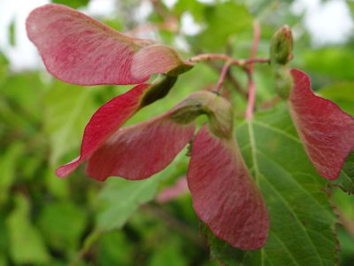 Ginalinis klevas (Acer ginnala tatarica)
