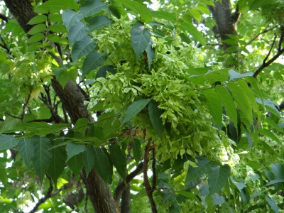 Aukštasis ailantas (Ailanthus altissima)