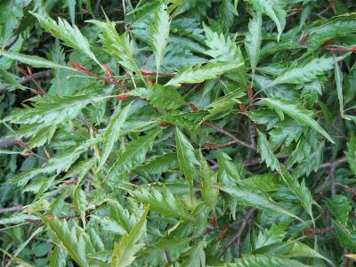 Paprastasis bukas 'Asplenifolia' (Fagus sylvatica 'Asplenifolia')