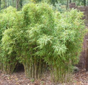 Skėtinis bambukas (Fargesia murieliae)