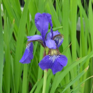 Sibirinis vilkdalgis 'Blue Emperor' (Iris sibirica 'Blue Emperor')