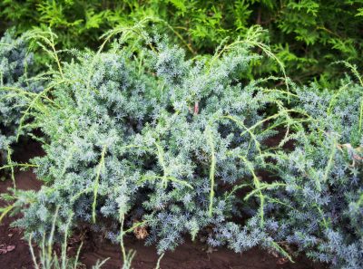 Kininis kadagys 'Blue Alps' (Juniperus chinensis 'Blue Alps')