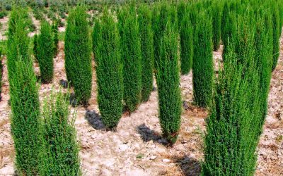 Paprastasis kadagys 'Arnold' (Juniperus communis 'Arnold')