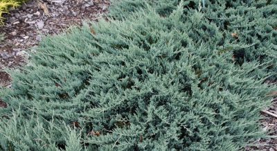Padrikasis kadagys 'Blue Forest' (Juniperus horizontalis 'Blue Forest')