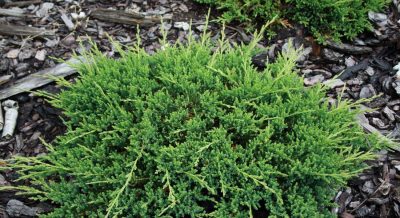 Padrikasis kadagys 'Prince of Wales' (Juniperus horizontalis 'Prince of Wales')