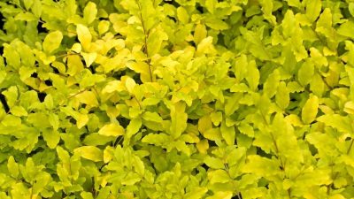 Kiaušininis (siauralapis) ligustras 'Lemon and Lime' (Ligustrum ovalifolium 'Lemon and Lime')
