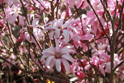 Lebnerio magnolija 'Leonard Messel' (Magnolia loebneri 'Leonard Messel')