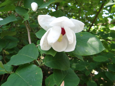 Zyboldo magnolija (Magnolia sieboldii)