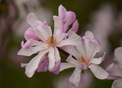 Žvaigždinė magnolija 'Rosea' (Magnolia stellata 'Rosea')