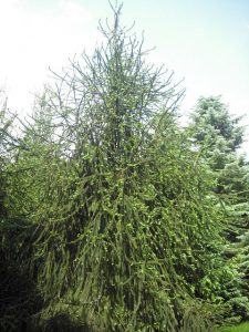 Svyruoklinė eglė 'Virgata' (Picea abies 'Virgata')