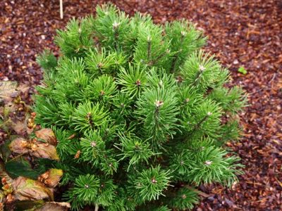 Kalninė pušis 'Bochnik' (Pinus mugo 'Bochnik')