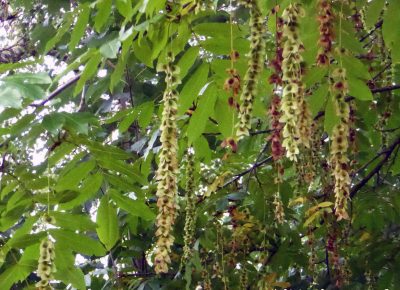 Kaukazinė pterokarija (Pterocarya fraxinifolia)