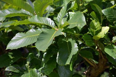 Pontinis ąžuolas (Quercus frainetto)