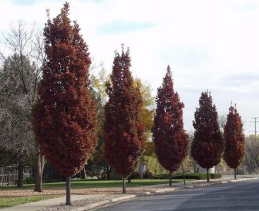 Ąžuolas 'Crimson Spire' (Quercus x bimundorum 'Crimson Spire')
