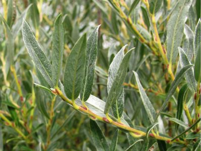 Pelkinis karklas (Salix rosmarinifolia)
