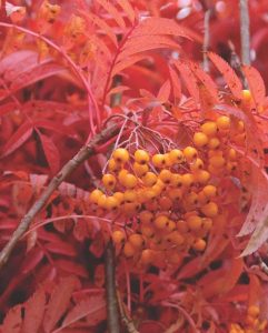Paprastasis šermukšnis 'Autumn Spire' (Sorbus aucuparia 'Autumn Spire')